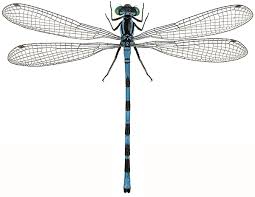 Attēlu rezultāti vaicājumam “Coenagrion armatum male”