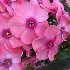 Image result for Phlox paniculata `Sweet Summer`