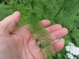 Attēlu rezultāti vaicājumam “Achillea millefolium leaf”