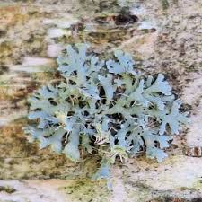 Attēlu rezultāti vaicājumam “Physcia adscendens”