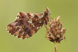 Attēlu rezultāti vaicājumam “Boloria dia underside”