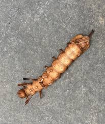 Attēlu rezultāti vaicājumam “Stauropus fagi larva”
