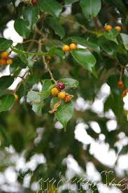 Attēlu rezultāti vaicājumam “Schoenus ferrugineus fruit”