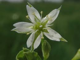 Attēlu rezultāti vaicājumam “Stellaria alsine”