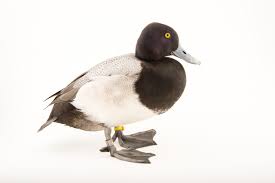 Image result for Aythya affinis