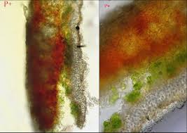 Attēlu rezultāti vaicājumam “Cladonia caespiticia”