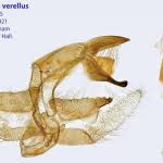 Attēlu rezultāti vaicājumam “Catoptria verellus”