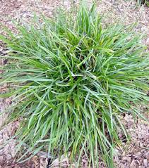 Attēlu rezultāti vaicājumam “Sesleria caerulea leaf”