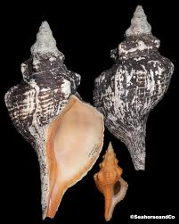 Image result for Triplofusus giganteus