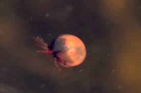 Attēlu rezultāti vaicājumam “Hydrachna”