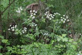 Attēlu rezultāti vaicājumam “Anthriscus sylvestris leaf”