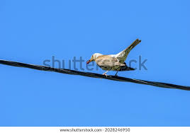 Attēlu rezultāti vaicājumam “Turdus pilaris adult”