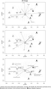 Attēlu rezultāti vaicājumam “Elmerina caryae”