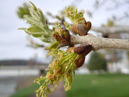 Attēlu rezultāti vaicājumam “Fraxinus pennsylvanica male flower”