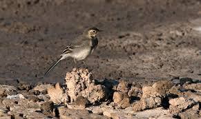Attēlu rezultāti vaicājumam “Motacilla alba juvenile”