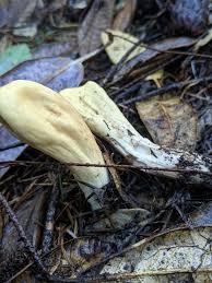 Attēlu rezultāti vaicājumam “Clavariadelphus pistillaris”