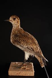 Attēlu rezultāti vaicājumam “Pluvialis apricaria adult”