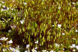 Attēlu rezultāti vaicājumam “Pohlia nutans”