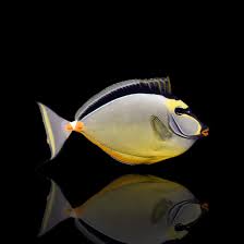 Image result for Naso lituratus