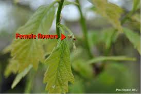 Attēlu rezultāti vaicājumam “Quercus robur female flower”