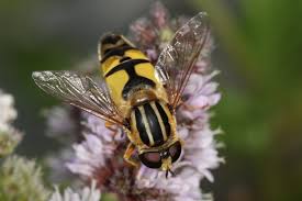Attēlu rezultāti vaicājumam “Helophilus pendulus”