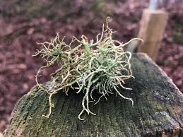 Attēlu rezultāti vaicājumam “Biatoropsis usnearum”