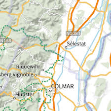 Attēlu rezultāti vaicājumam “Tetratoma ancora”