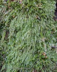 Attēlu rezultāti vaicājumam “Plagiothecium latebricola”