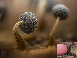 Attēlu rezultāti vaicājumam “Physarum pezizoideum stalked”