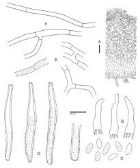Image result for Phanerochaete leptoderma