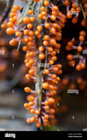 Attēlu rezultāti vaicājumam “Arcyria globosa young”