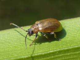 Attēlu rezultāti vaicājumam “Lochmaea caprea”