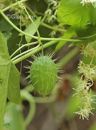 Attēlu rezultāti vaicājumam “Echinocystis lobata fruit”