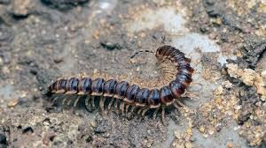 Attēlu rezultāti vaicājumam “Chilopoda”