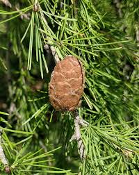 Attēlu rezultāti vaicājumam “Larix sibirica”