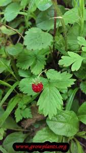 Attēlu rezultāti vaicājumam “Fragaria moschata flower”