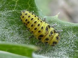 Attēlu rezultāti vaicājumam “Psyllobora vigintiduopunctata larva”