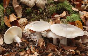 Attēlu rezultāti vaicājumam “Clitocybe nebularis”