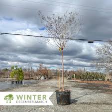 Attēlu rezultāti vaicājumam “Comatricha fragilis stalked”