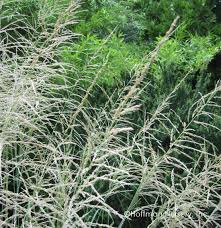 Attēlu rezultāti vaicājumam “Schistidium robustum sporophyte”