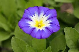 Image result for Convolvulus tricolor