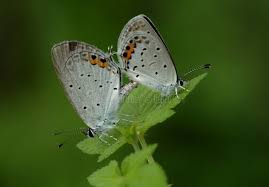 Attēlu rezultāti vaicājumam “Everes argiades”