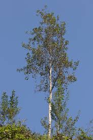 Attēlu rezultāti vaicājumam “Populus tremula”