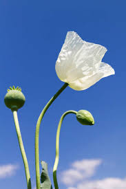 Image result for Papaver somniferum White Cloud