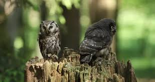 Attēlu rezultāti vaicājumam “Aegolius funereus adult”