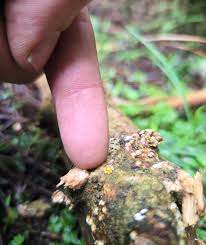 Attēlu rezultāti vaicājumam “Hemitrichia decipiens stalked”