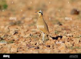 Image result for Cursorius cursor