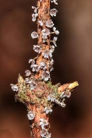 Attēlu rezultāti vaicājumam “Physarum bitectum spores”