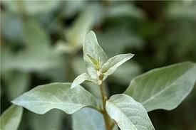 Attēlu rezultāti vaicājumam “Elaeagnus commutata”