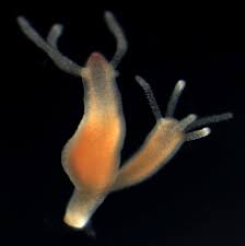 Attēlu rezultāti vaicājumam “Hydrachna”